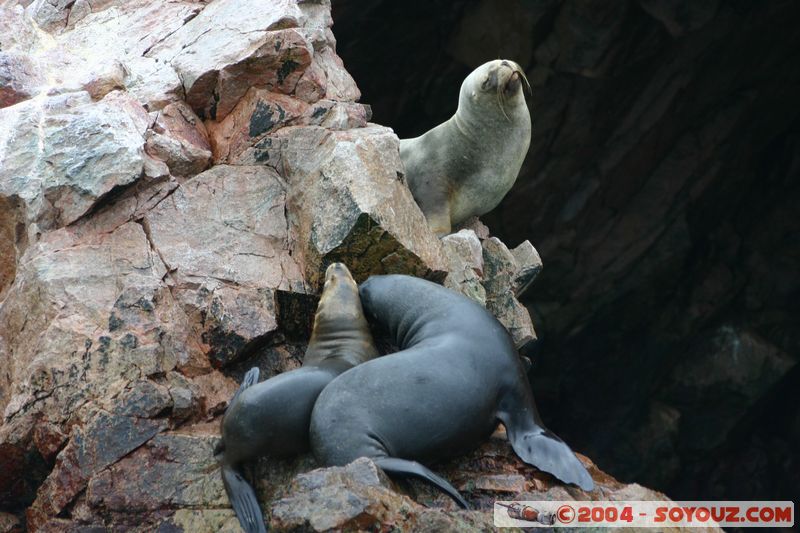 Islas Ballestas - Otaries
Mots-clés: peru animals otarie