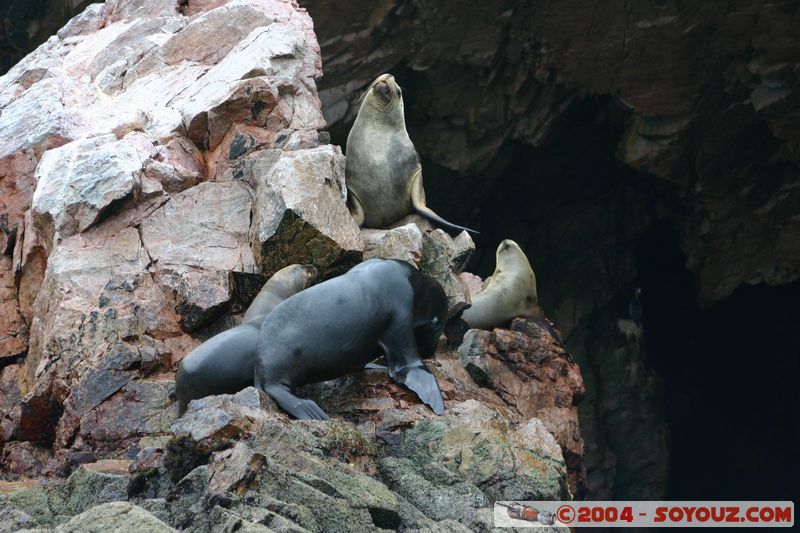 Islas Ballestas - Otaries
Mots-clés: peru animals otarie