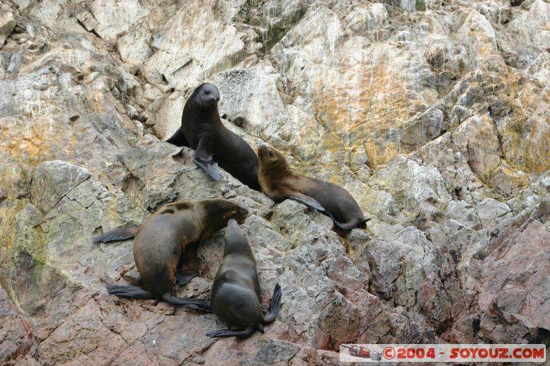 Islas Ballestas - Otaries
Mots-clés: peru animals otarie