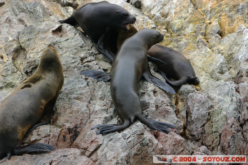 Islas Ballestas - Otaries
Mots-clés: peru animals otarie