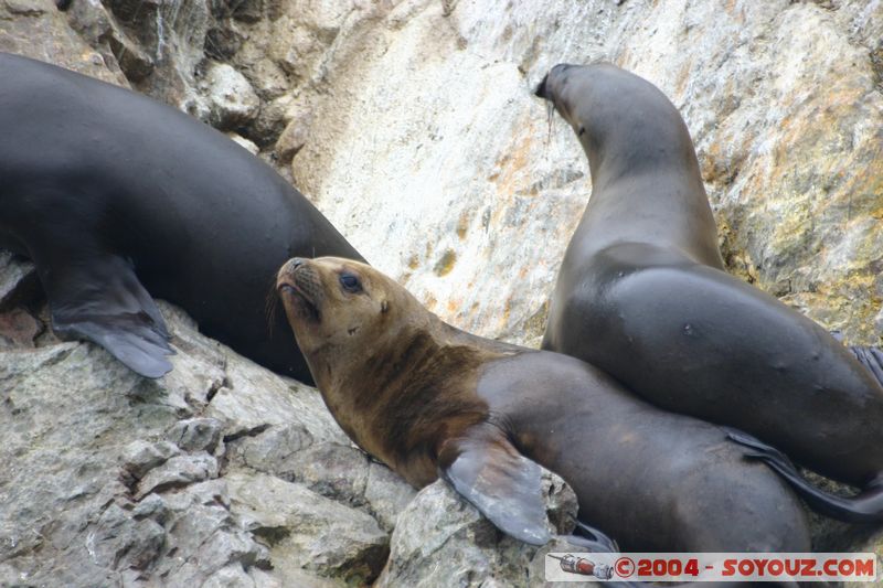 Islas Ballestas - Otaries
Mots-clés: peru animals otarie