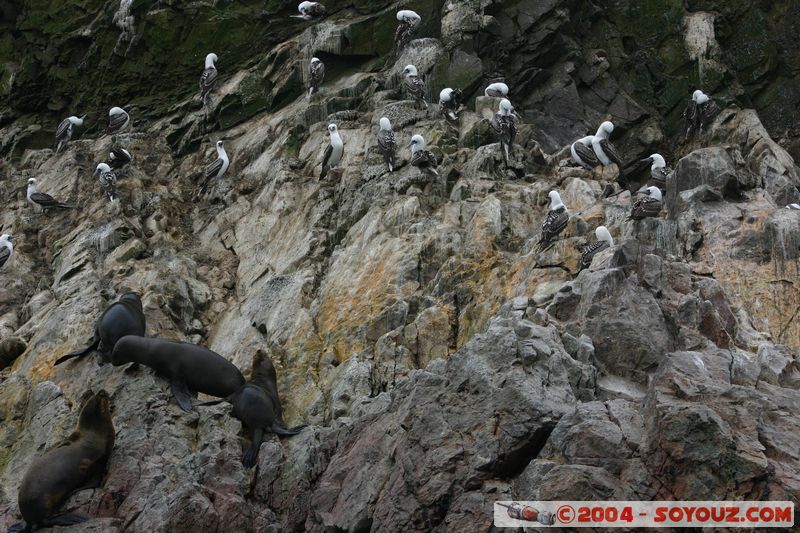 Islas Ballestas - Otaries et Piquero Camanay
Mots-clés: peru animals otarie oiseau Piquero Camanay