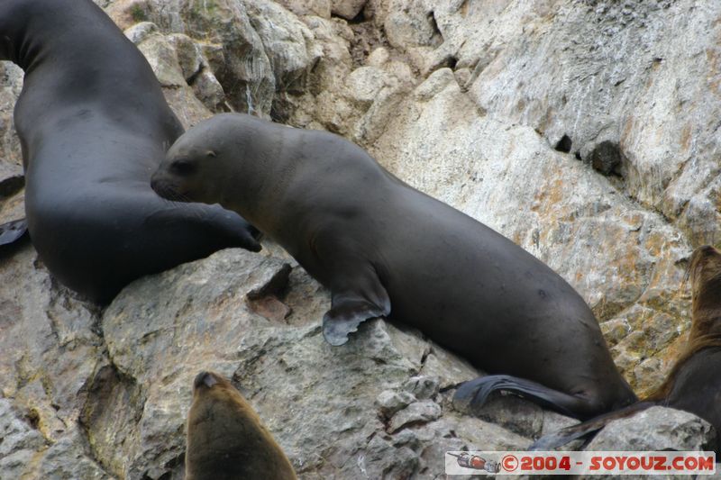 Islas Ballestas - Otaries
Mots-clés: peru animals otarie