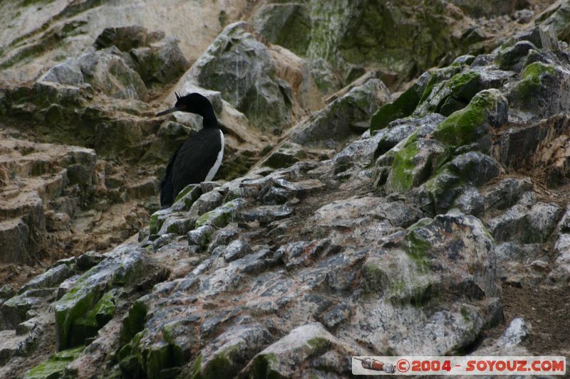 Islas Ballestas
Mots-clés: peru animals oiseau