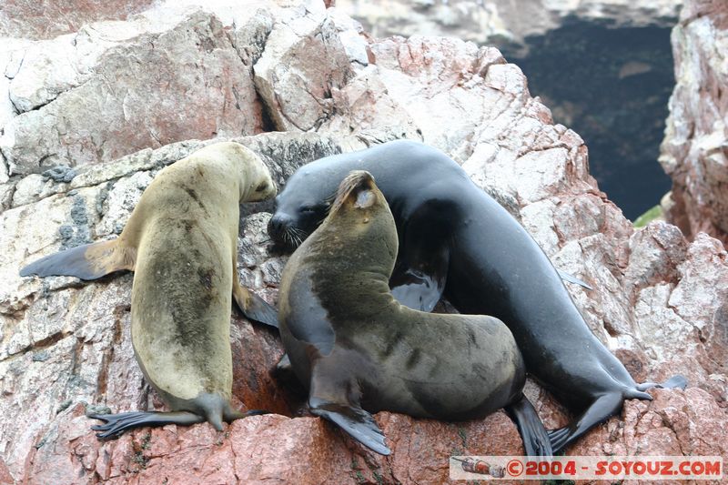 Islas Ballestas - Otaries
Mots-clés: peru animals otarie