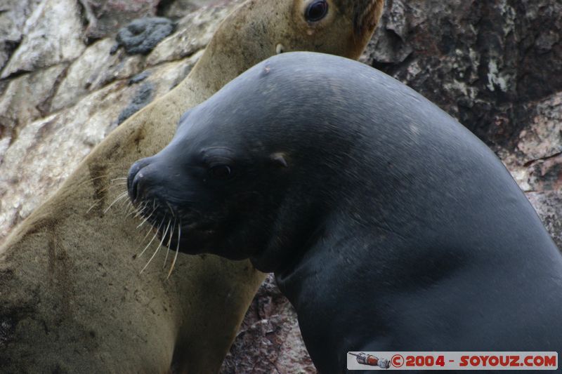 Islas Ballestas - Otaries
Mots-clés: peru animals otarie