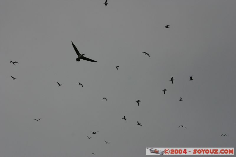 Islas Ballestas
Mots-clés: peru animals oiseau