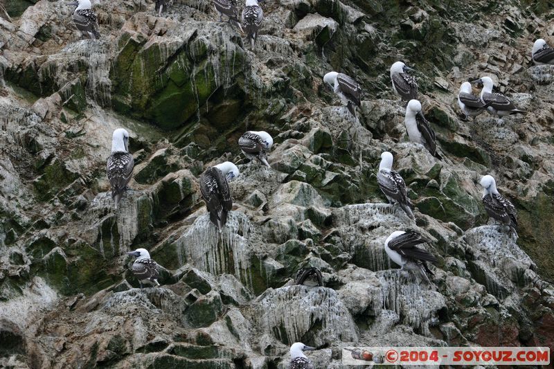 Islas Ballestas - Piquero Camanay
Mots-clés: peru animals oiseau Piquero Camanay