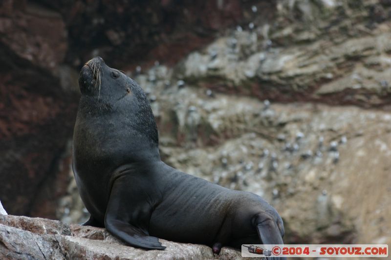 Islas Ballestas - Otaries
Mots-clés: peru animals otarie