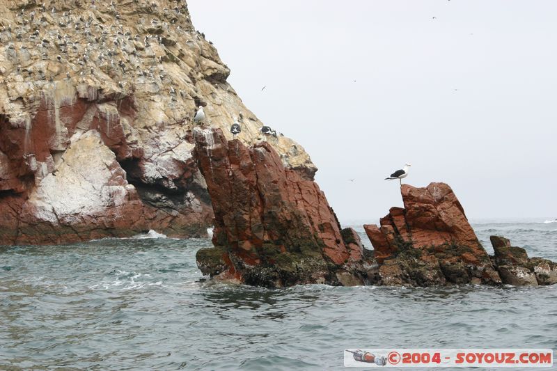 Islas Ballestas
Mots-clés: peru