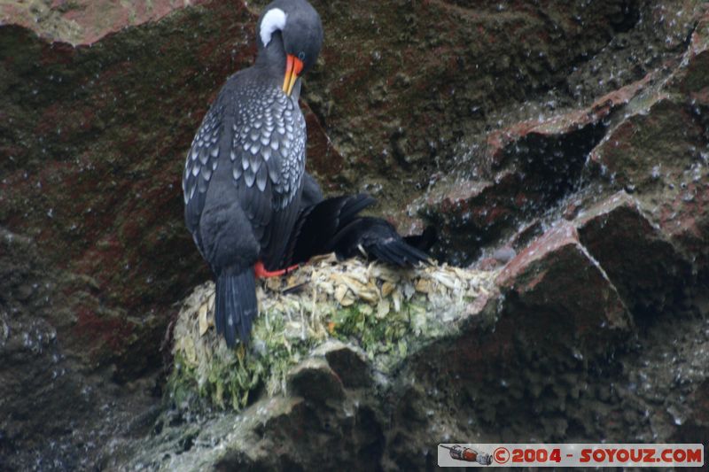 Islas Ballestas - Chuita
Mots-clés: peru animals oiseau chuita