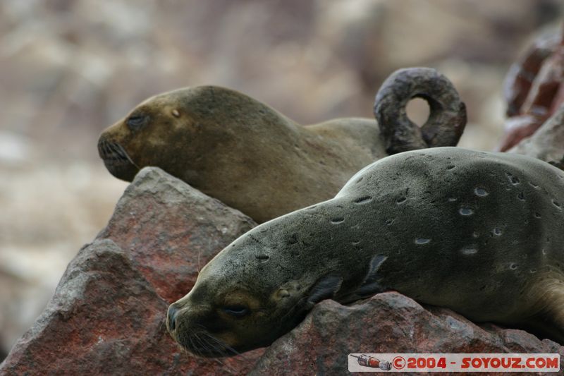 Islas Ballestas - Otaries
Mots-clés: peru animals otarie