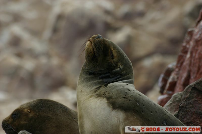 Islas Ballestas - Otaries
Mots-clés: peru animals otarie