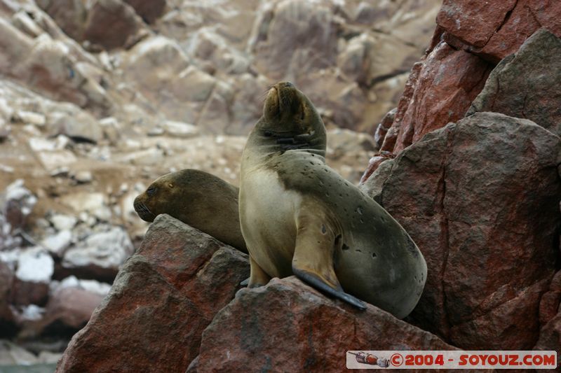 Islas Ballestas - Otaries
Mots-clés: peru animals otarie