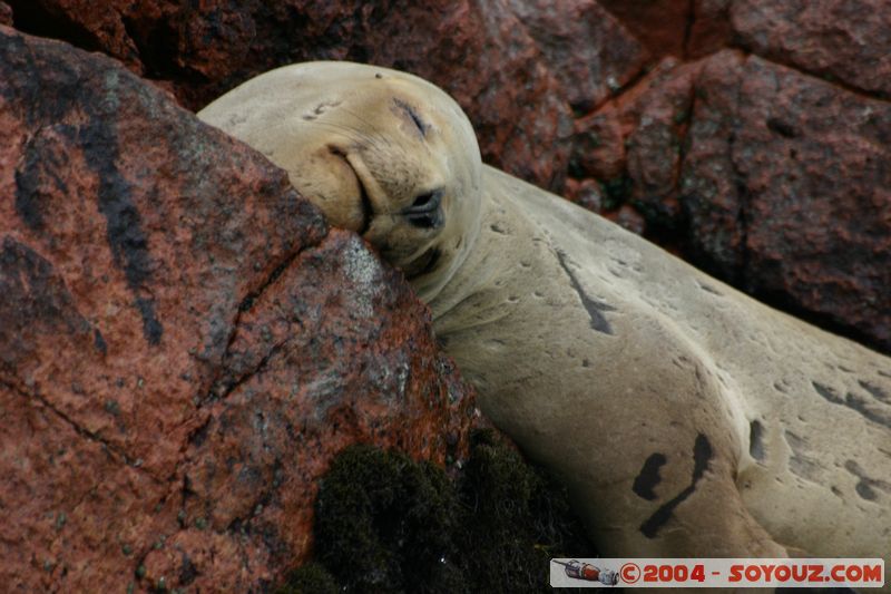 Islas Ballestas - Otaries
Mots-clés: peru animals otarie