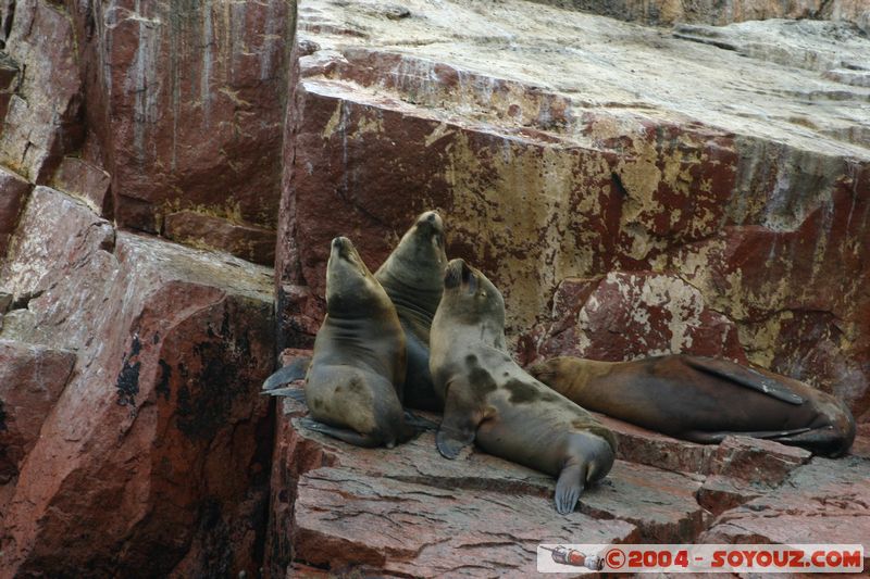 Islas Ballestas - Otaries
Mots-clés: peru animals otarie