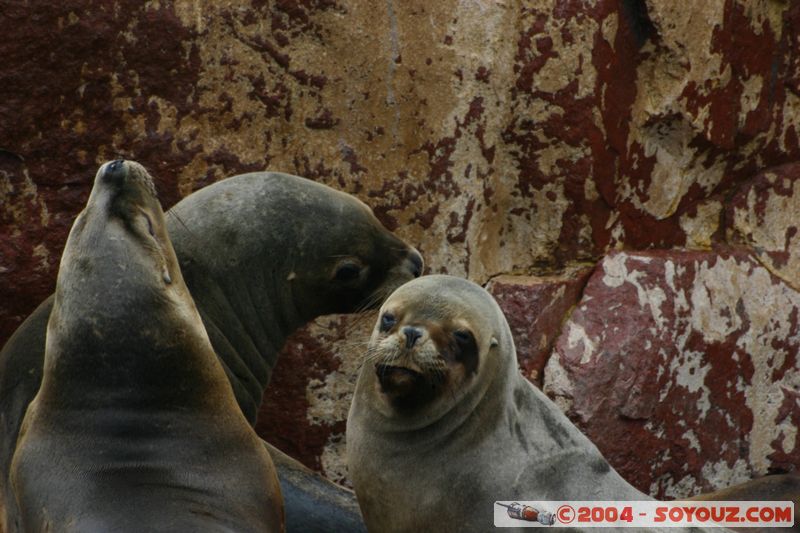 Islas Ballestas - Otaries
Mots-clés: peru animals otarie