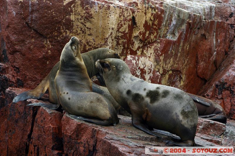 Islas Ballestas - Otaries
Mots-clés: peru animals otarie