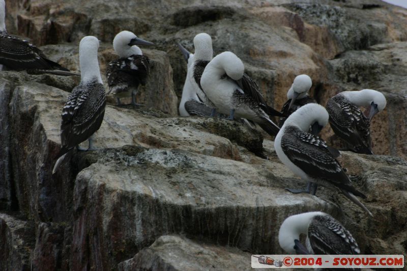Islas Ballestas - Otaries
Mots-clés: peru animals otarie oiseau