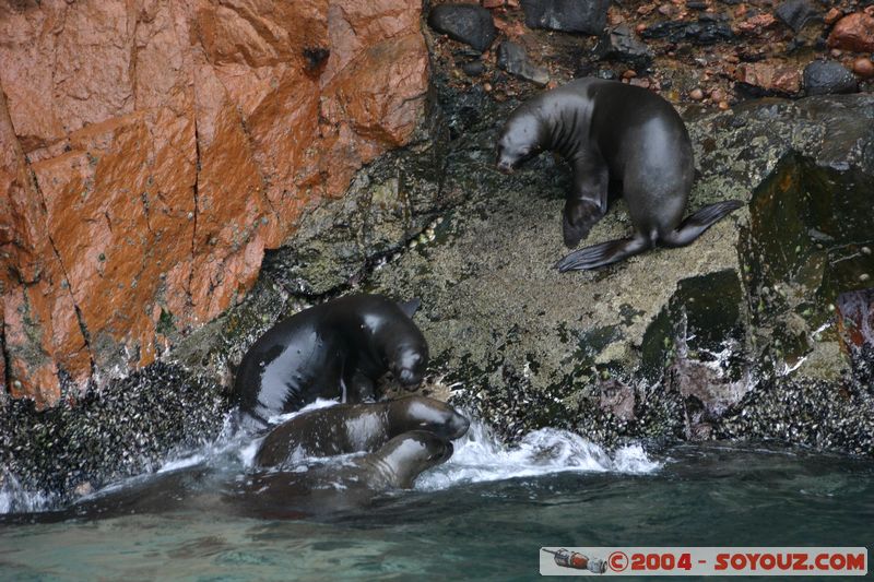 Islas Ballestas - Otaries
Mots-clés: peru animals otarie