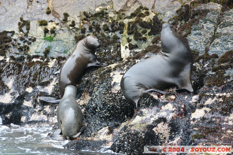 Islas Ballestas - Otaries
Mots-clés: peru animals otarie