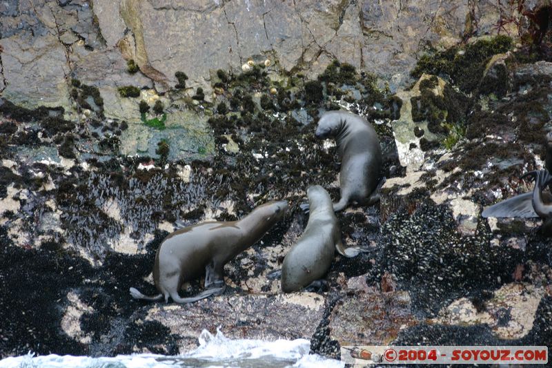 Islas Ballestas - Otaries
Mots-clés: peru animals otarie