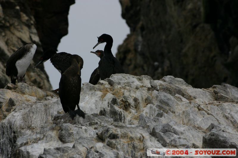 Islas Ballestas - Guanay Cormorants
Mots-clés: peru animals oiseau Guanay Cormorants