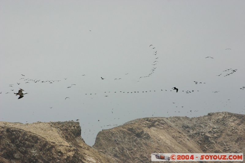 Islas Ballestas
Mots-clés: peru