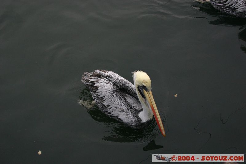 Paracas - Pelican Alcatraz
Mots-clés: peru animals oiseau pelican