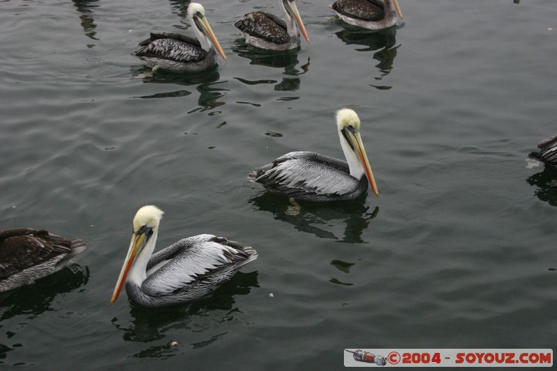 Paracas - Pelican Alcatraz
Mots-clés: peru animals oiseau pelican