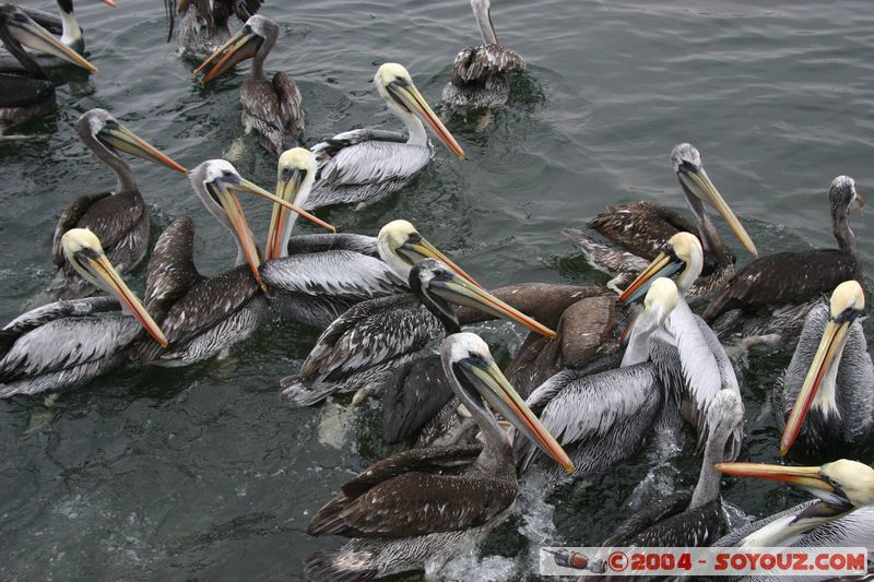 Paracas - Pelican Alcatraz
Mots-clés: peru animals oiseau pelican