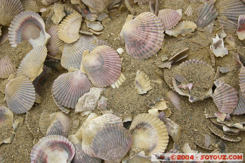 Peninsula de Paracas - Coquillages
Mots-clés: peru coquillage