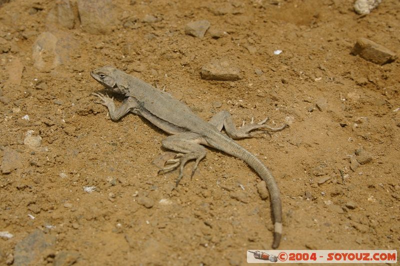 Peninsula de Paracas - Lezard
Mots-clés: peru animals lezard