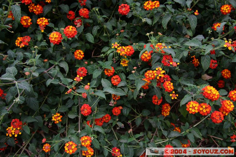 Arequipa - Monasterio de Santa Catalina
Mots-clés: peru fleur