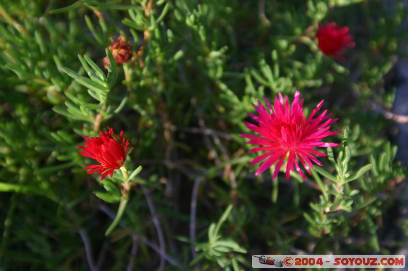 Arequipa - Casa de Moral
Mots-clés: peru fleur