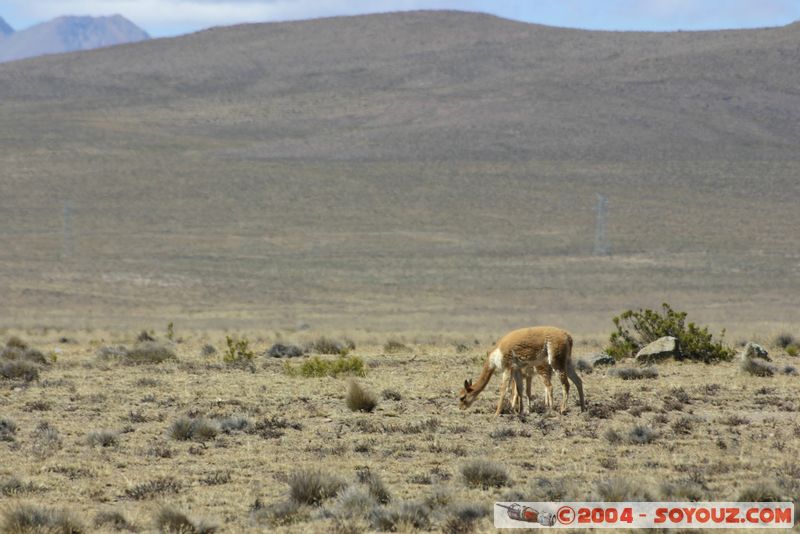 Reserva Nacional Salinas y Aguada Blanca - Vicunas
Mots-clés: peru animals Vicuna Montagne