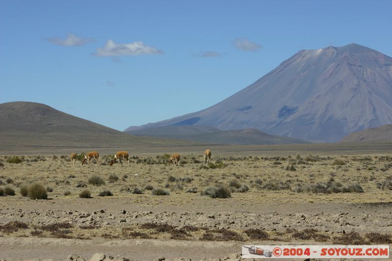 Reserva Nacional Salinas y Aguada Blanca - Vicunas
Mots-clés: peru animals Vicuna Montagne