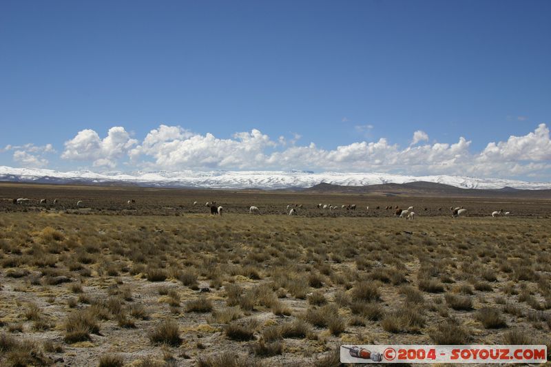 Reserva Nacional Salinas y Aguada Blanca - Lamas
Mots-clés: peru animals Lama