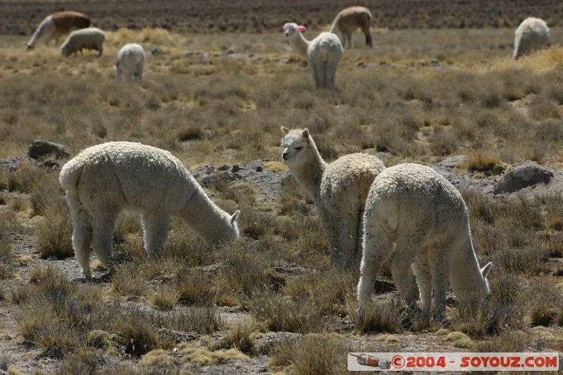 Reserva Nacional Salinas y Aguada Blanca - Lamas
Mots-clés: peru animals Lama