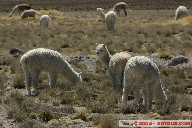 Reserva Nacional Salinas y Aguada Blanca - Lamas
Mots-clés: peru animals Lama