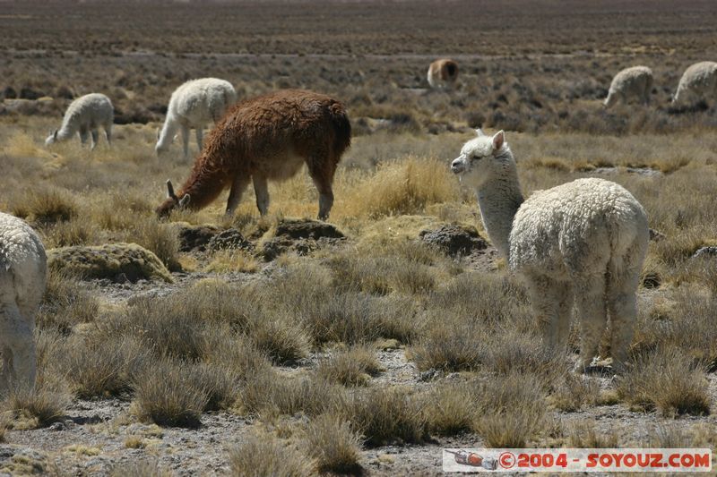 Reserva Nacional Salinas y Aguada Blanca - Lamas
Mots-clés: peru animals Lama