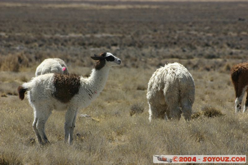 Reserva Nacional Salinas y Aguada Blanca - Lamas
Mots-clés: peru animals Lama
