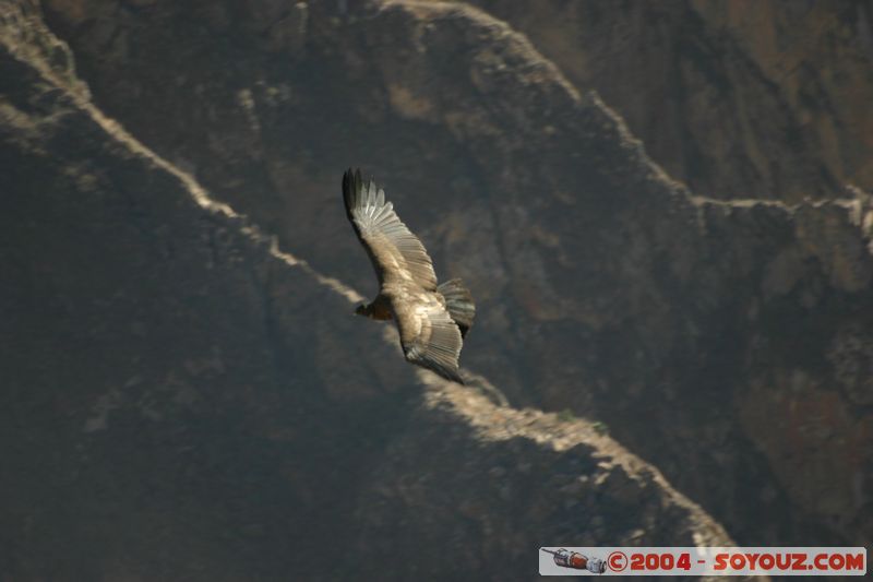 Canyon del Colca - Condor
Mots-clés: peru animals oiseau condor