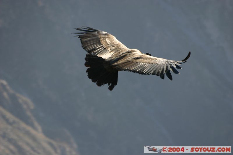 Canyon del Colca - Condor
Mots-clés: peru animals oiseau condor