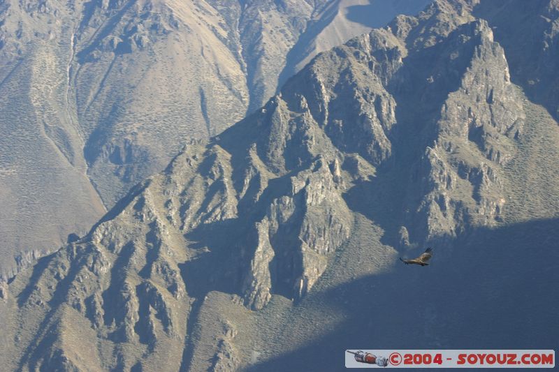 Canyon del Colca - Condor
Mots-clés: peru animals oiseau condor Montagne