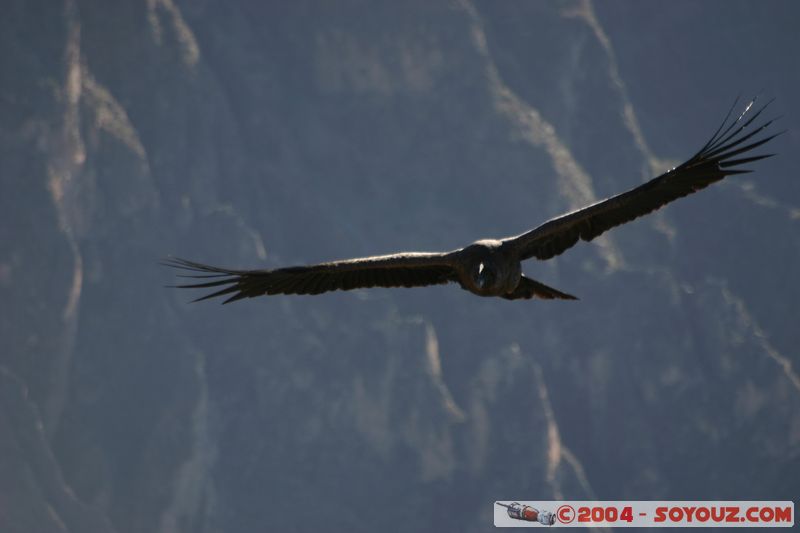 Canyon del Colca - Condor
Mots-clés: peru animals oiseau condor