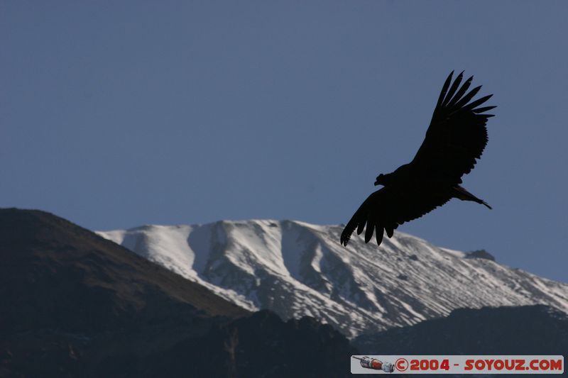 Canyon del Colca - Condor
Mots-clés: peru animals oiseau condor Montagne Neige