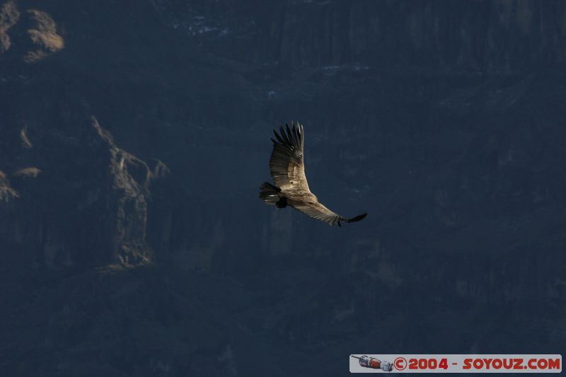 Canyon del Colca - Condor
Mots-clés: peru animals oiseau condor