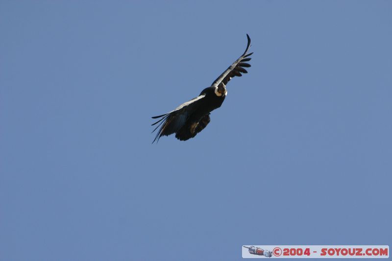 Canyon del Colca - Condor
Mots-clés: peru animals oiseau condor