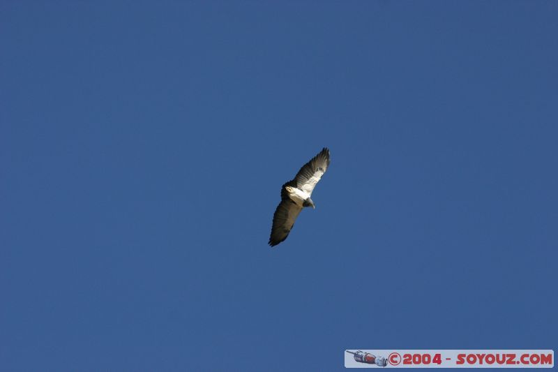 Canyon del Colca - Condor
Mots-clés: peru animals oiseau condor